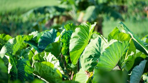 taro plantation